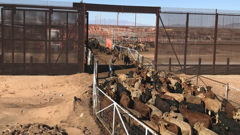 Cruce ganadero de Santa Teresa avanza hacia su reapertura tras el cierre por gusano barrenador