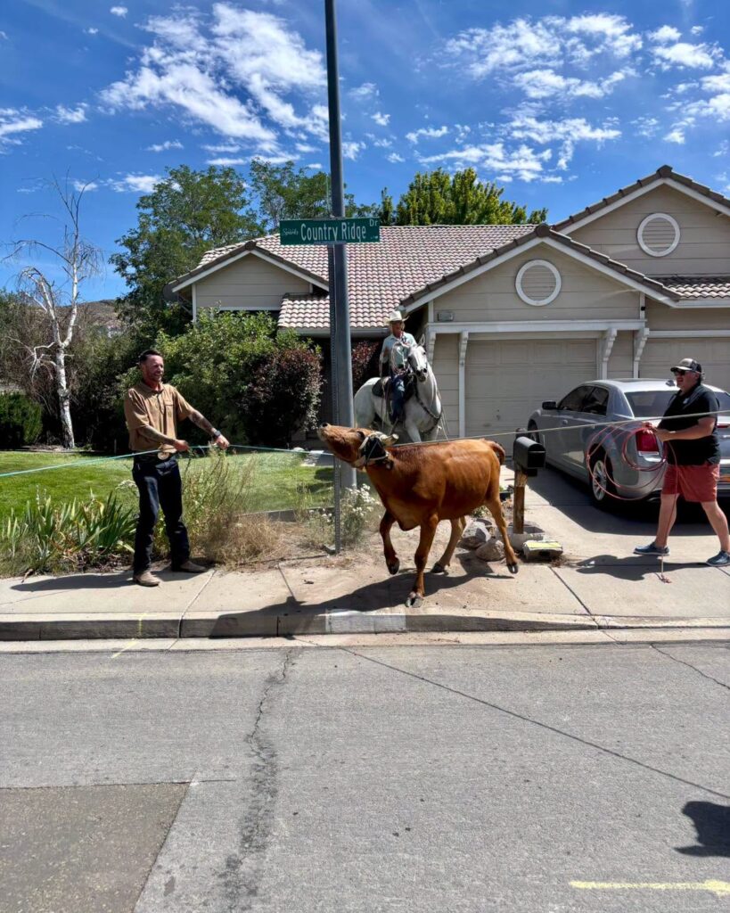 Escape insólito: 1 novillo desata caos y causa daños a patrulla policial en Nevada