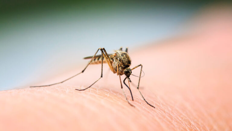 Virus del Nilo Occidental: San Diego confirma un cuarto caso y refuerza alerta de salud pública
