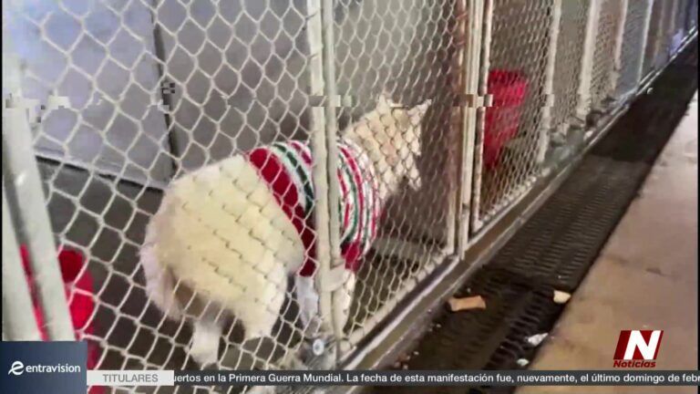 Rescate de perro en la bahía de Corpus Christi moviliza a bomberos y servicios de protección animal