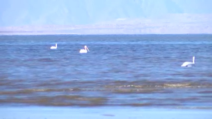 Mar de Salton: California abrirá consulta pública sobre nuevos hábitats y su uso