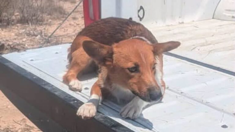 Buscan al dueño de un perro encontrado en la Carretera 90 en el condado de Terrell
