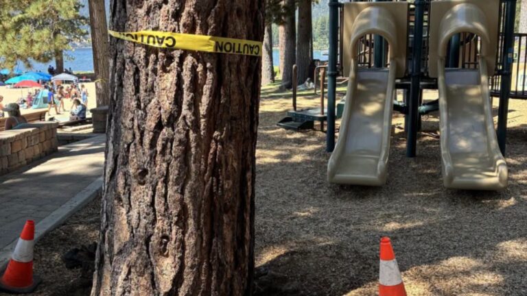 Envenenamiento de árboles: la devastadora destrucción de 28 pinos en el Lago Tahoe causa $300,000 en pérdidas