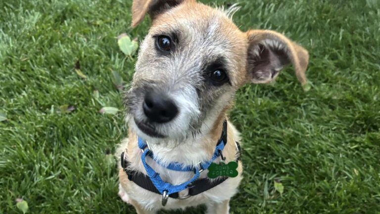 San Diego Humane Society ofrecerá adopciones gratuitas este sábado