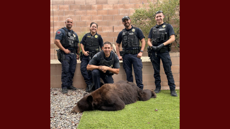 Capturan y reubican a un oso hallado en una zona residencial de Rio Rancho