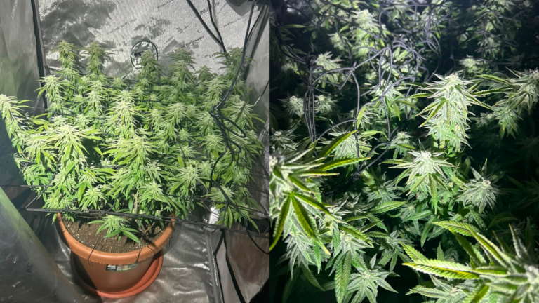 Policía de Monahans desmantela cultivo de marihuana y arresta a dos personas
