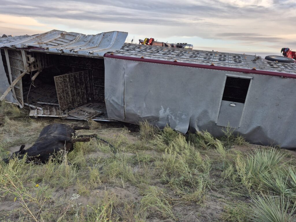 Camión con 48 cabezas de ganado vuelca en la I-76; 10 animales murieron y nueve siguen sin ser localizados