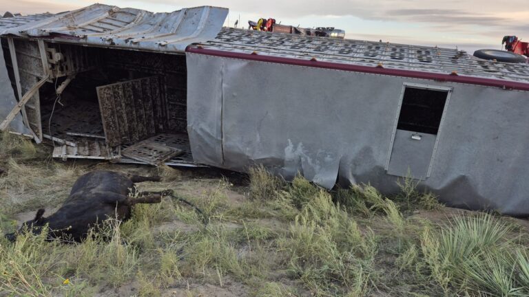 Camión con 48 cabezas de ganado vuelca en la I-76; 10 animales murieron y nueve siguen sin ser localizados