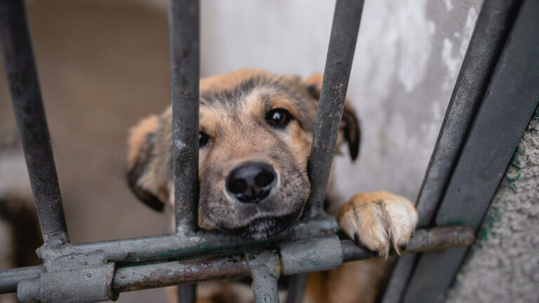 Detectan irregularidades en centros de control animal de Baja California