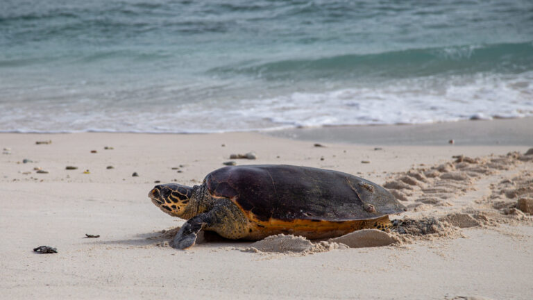 ¡Por primera vez! Tortuga marina pone huevos en una playa del sur de California, cerca de Huntington Beach
