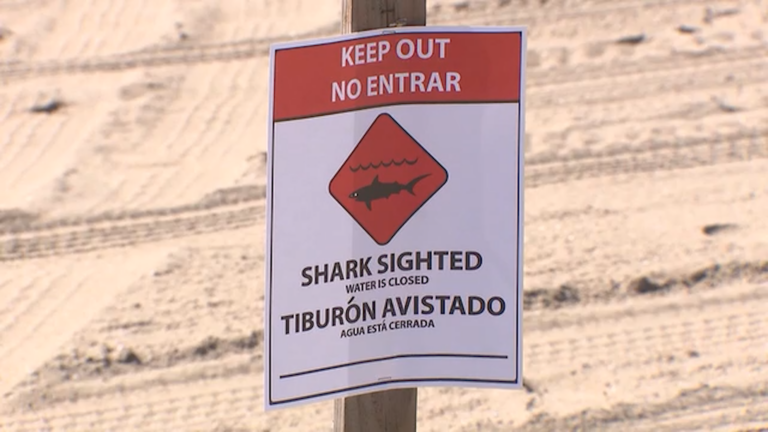 Cierre temporal de playa en Huntington Beach tras avistamiento de tiburón blanco