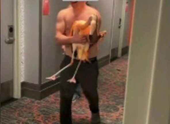 Flamingo condena: turista de 34 años es culpable tras robar ave viva en Las Vegas
