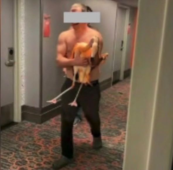 Flamingo condena: turista de 34 años es culpable tras robar ave viva en Las Vegas