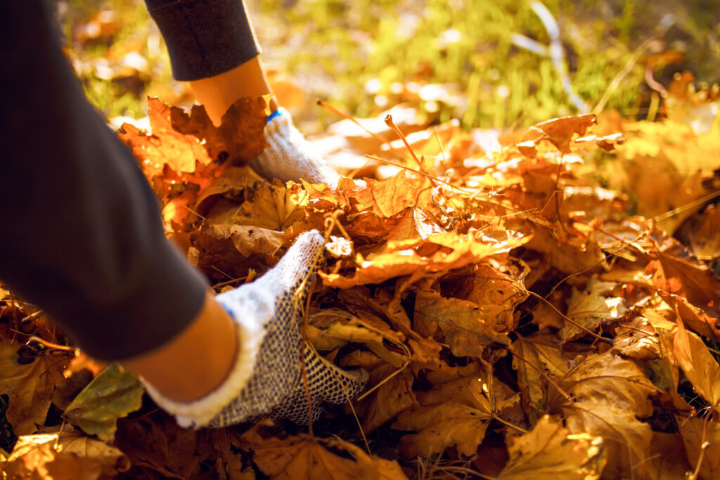 Lakewood ofrecerá reciclaje gratuito de hojas durante dos semanas en noviembre