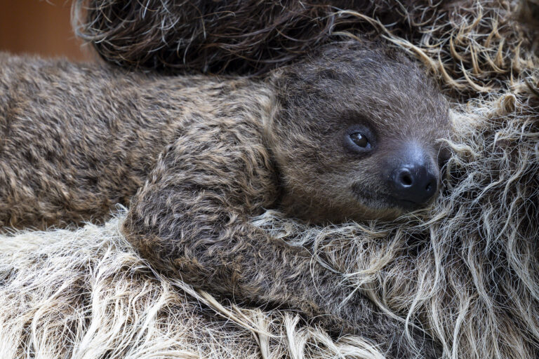 Zoológico de San Diego presenta a cría de perezoso nacida en agosto